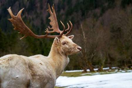 Besuchen Sie den Wildpark in Untertauern!